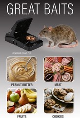 Rat Traps Indoor (2 Pack) Catch Rats, Mice, and Voles 2 Pack Traps, Black