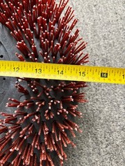 (2) 15″ STRIPPING BRUSHES FOR VIPER FANG 32T WALK BEHIND SCRUBBERS