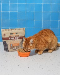 Boss Cat Complete Balanced Freeze Dried Raw Diet For Cats Chicken Recipe 9 Oz