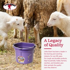 Little Giant 2 Gallon All Purpose Flat Back Plastic Bucket, Purple, (2 Pack)