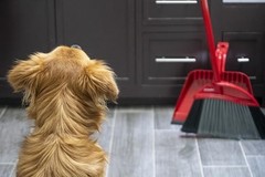 O-Cedar Pet Pro Broom Step-On Dustpan Remove 99 One Sweep Dustpan Removes 3