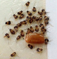 300 Catchmaster 100i Cockroaches Insect Traps Silverfish Spider Cricket Traps
