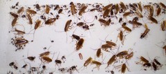12 Cockroaches Spiders BedBug Scorpion Silverfish Insect Traps Sticky Bug Traps