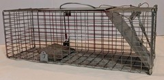 Pair of Live Animal Traps 1-18″ Little Giant Reinforced Single Door Entry 1- 16″
