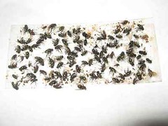 10 pk ALL INSECT STICKY TRAPS. Fly, Spider, Cricket, Roach Lady Bug IN USA
