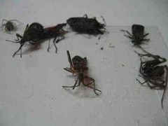 10 pk ALL INSECT STICKY TRAPS. Fly, Spider, Cricket, Roach Lady Bug IN USA