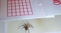 12 Spider Cockroaches Insect Traps Brown Recluse Spider Scorpion Cricket Traps