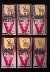 6 Victor Mouse Snap Traps M325 Pro – Holdfast ~ Kill and Control Mice