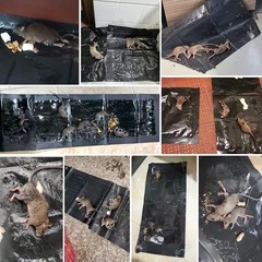 6 Pack Sticky Mouse Trap, Super Large 47.2 * 11” Glue Traps for Mice and Rats