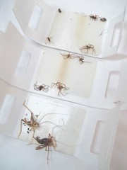 Catchmaster 288i Spider & Insect Control Non Toxic Sticky Glue Traps ~ 108 Traps