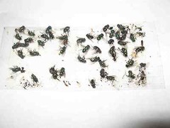 10 pk ALL INSECT STICKY TRAPS. Fly, Spider, Cricket, Roach Lady Bug IN USA