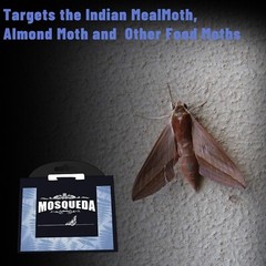 6 packs Pantry Moth Traps – Professional Sticky Glue Catchers with Pheromones