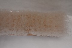 AbilityOne Hardwood Poly Scrub Brush w White Bristles 2-3/4″x8″ 7920-00-240-7174