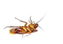Enforcer Roach Ridd Boric Acid Powder Killer Roach Ant Silverfish Oderless 16 oz