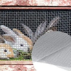 Wire Mesh Sheets Stainless Steel Woven Meshes 20x1x1 centimeter, Silver