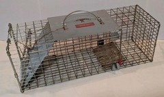 Pair of Live Animal Traps 1-18″ Little Giant Reinforced Single Door Entry 1- 16″