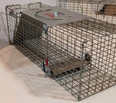 Pair of Live Animal Traps 1-18″ Little Giant Reinforced Single Door Entry 1- 16″