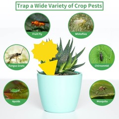 LULUCATCH Fruit Fly Sticky Traps 12 Pcs, Yellow Trap, 12 Pack,