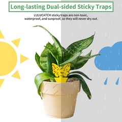 LULUCATCH Fruit Fly Sticky Traps 12 Pcs, Yellow Trap, 12 Pack,