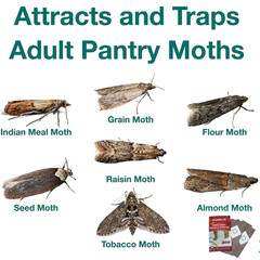 2 Traps Catchmaster Pantry Pest Moth Control Indian Meal Tobacco Mediterranean