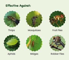 Sticky Insect Traps 40 Pcs – Gnats Fruit Fly for Indoors House – Yellow