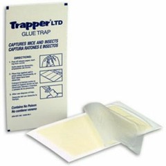 12 Cockroach Spider Scorpion Silverfish Roach Insect Control Glue Sticky Traps