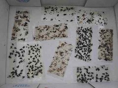 10 pk ALL INSECT STICKY TRAPS. Fly, Spider, Cricket, Roach Lady Bug IN USA
