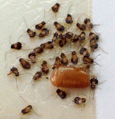 36 Catchmaster Cockroaches Traps 100i Baited Cockroachees Insect Pheromone Traps