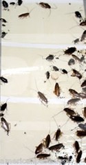 12 Cockroaches Spiders BedBug Scorpion Silverfish Insect Traps Sticky Bug Traps