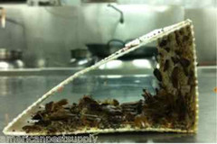 300 Catchmaster 100i Cockroaches Insect Traps Silverfish Spider Cricket Traps