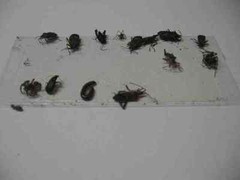 10 pk ALL INSECT STICKY TRAPS. Fly, Spider, Cricket, Roach Lady Bug IN USA