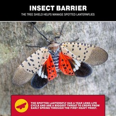 Catchmaster Tree Shield Lantern Fly & Ant Traps Insect Barrier, 12 Rolls, Red