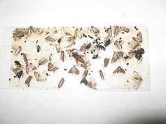 10 pk ALL INSECT STICKY TRAPS. Fly, Spider, Cricket, Roach Lady Bug IN USA