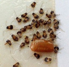 12 Catchmaster 100iCockroaches Insect Traps Spider Scorpion Cricket Ant Traps