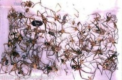 12 Cockroaches Spiders BedBug Scorpion Silverfish Insect Traps Sticky Bug Traps