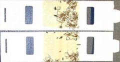 90 Trapper Monitor Insect Sticky Traps Bugs Silverfish Scorpions Spiders Earwigs