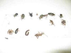 10 pk ALL INSECT STICKY TRAPS. Fly, Spider, Cricket, Roach Lady Bug IN USA