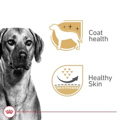 Royal Canin Canine Health Nutrition Adult Wet Dog Food, 13.5 oz (12-Pack)