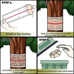 W4W, Spotted Lantern Fly Tree Trap 4 Pack (Each Roll is 30 Feet Long), Yellow