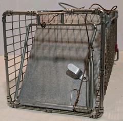 Pair of Live Animal Traps 1-18″ Little Giant Reinforced Single Door Entry 1- 16″