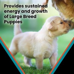 – Large Breed Puppy 30-Lb